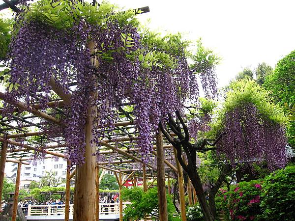 160427-1 龜戶天神社 (40)