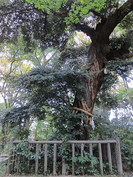 161117-6 下鴨神社 (18)