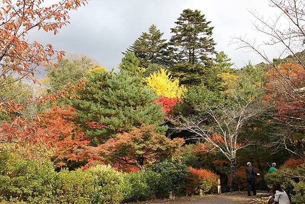 161115-6 円山公園 (13)