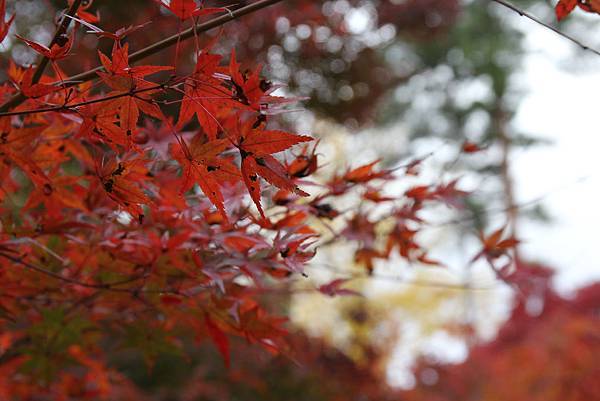 161115-9 南禪寺 (6)