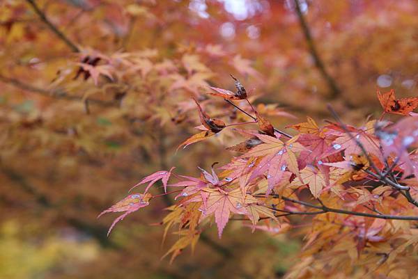 161115-9 南禪寺 (7)