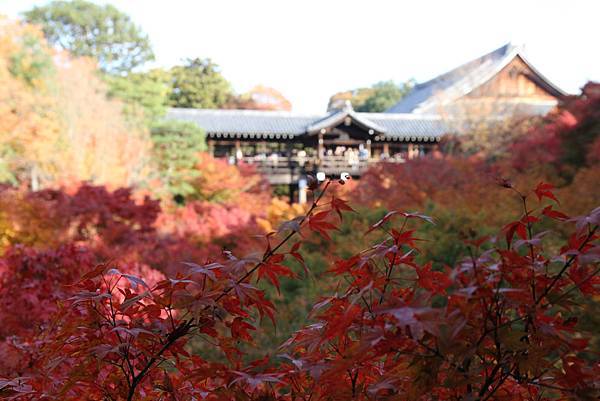 161116-5 東福寺 (8)