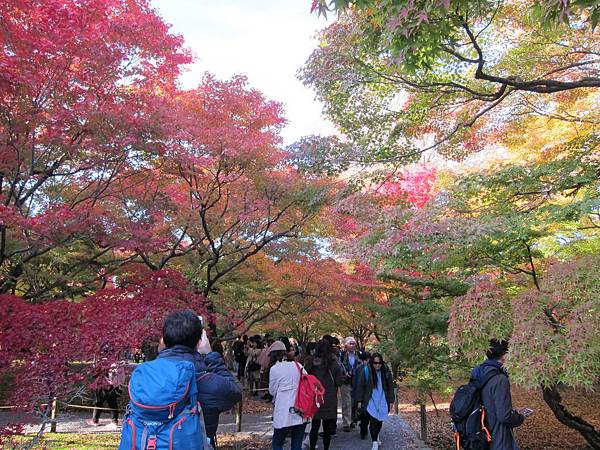 161116-5 東福寺 (15)