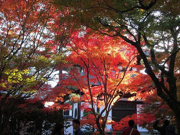 161116-5 東福寺 (18)