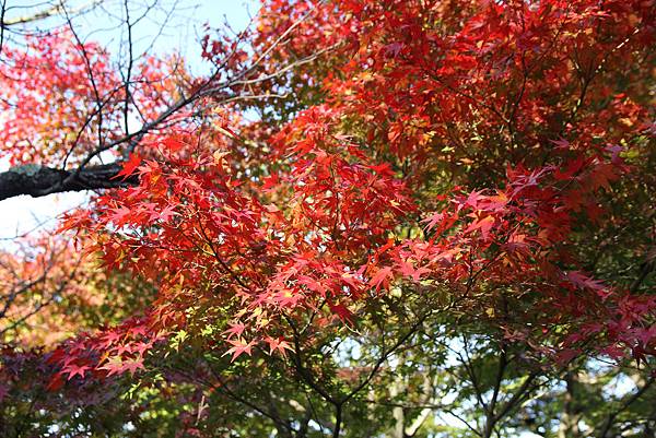 161116-5 東福寺 (20)