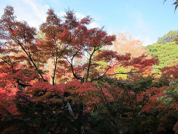 161116-5 東福寺 (23)