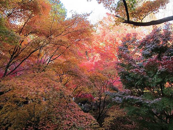 161116-5 東福寺 (27)