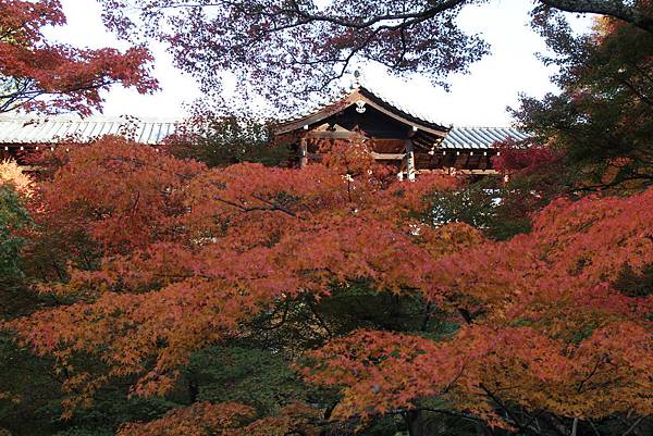 161116-5 東福寺 (28)