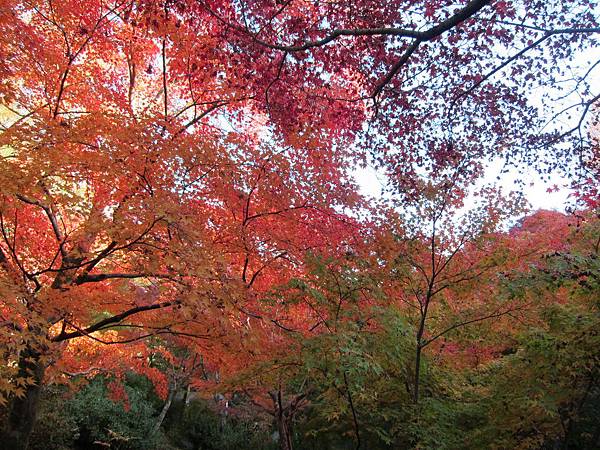 161116-5 東福寺 (36)