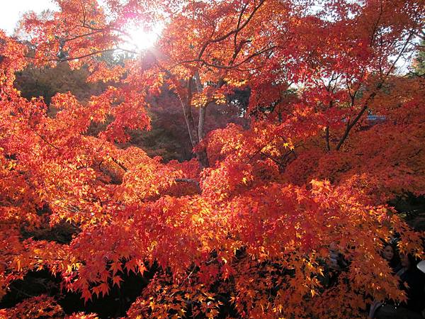 161116-5 東福寺 (40)