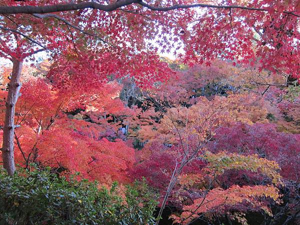 161116-5 東福寺 (43)