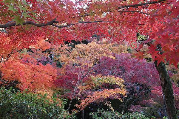 161116-5 東福寺 (44)