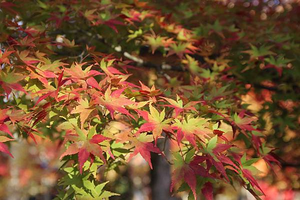 161116-5 東福寺 (47)