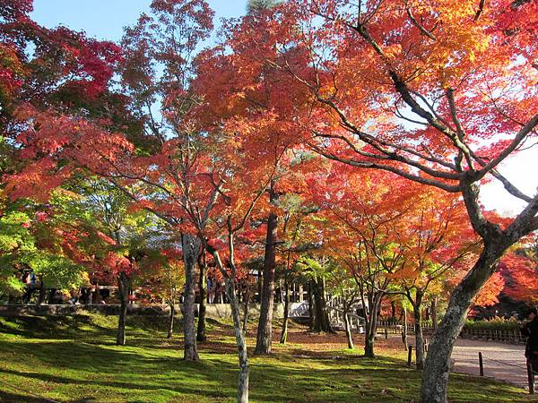 161116-5 東福寺 (50)