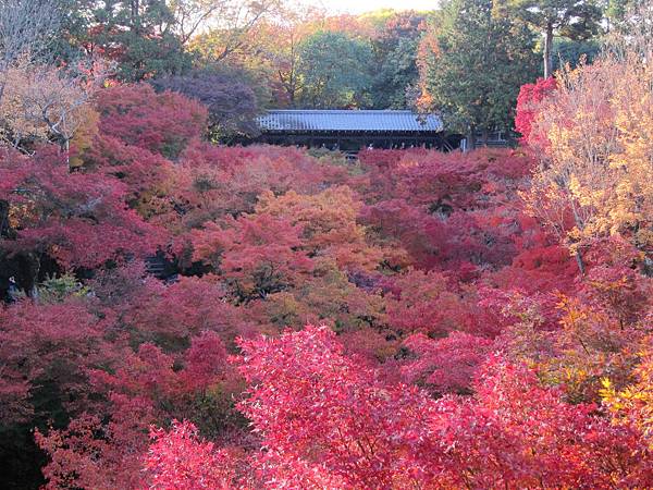 161116-5 東福寺 (62)