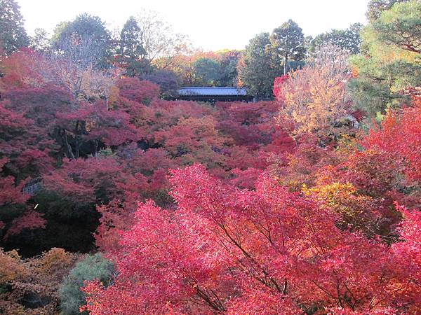 161116-5 東福寺 (63)