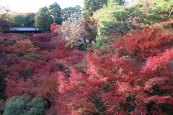 161116-5 東福寺 (66)