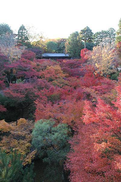 161116-5 東福寺 (68)