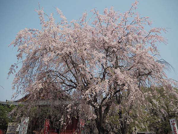 180403-1 上野恩賜公園 (4).JPG