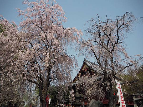 180403-1 上野恩賜公園 (5).JPG