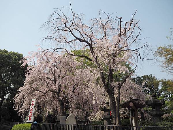 180403-1 上野恩賜公園 (6).JPG