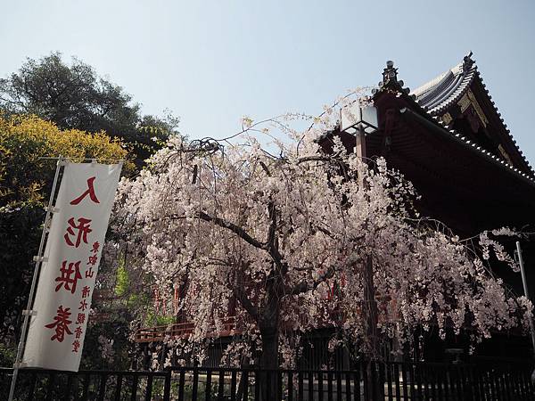 180403-1 上野恩賜公園 (8).JPG