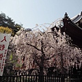 180403-1 上野恩賜公園 (8).JPG