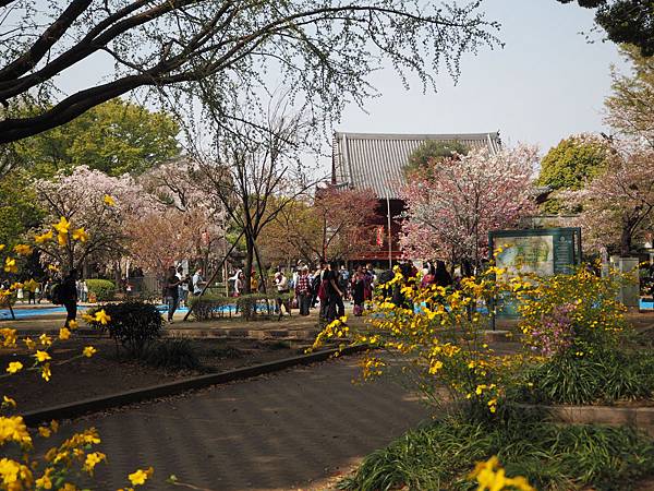 180403-1 上野恩賜公園 (10).JPG