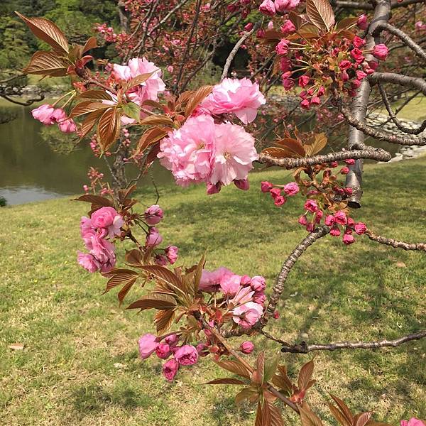 180403-4 濱離宮恩賜庭園 (2).jpg