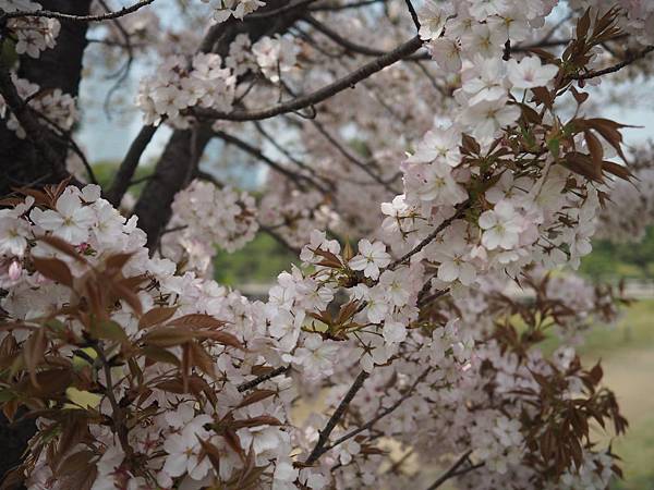 180403-4 濱離宮恩賜庭園 (13).JPG