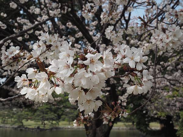 180403-4 濱離宮恩賜庭園 (15).JPG