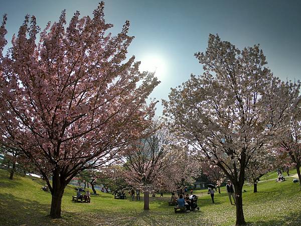 180403-4 濱離宮恩賜庭園 (22).JPG