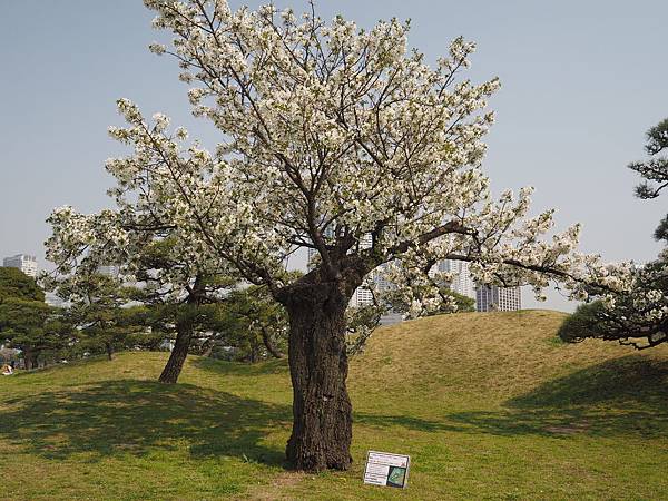 180403-4 濱離宮恩賜庭園 (23).JPG