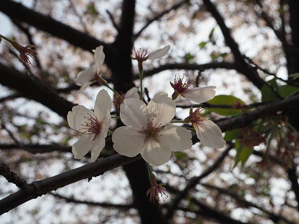 180403-4 濱離宮恩賜庭園 (49).JPG