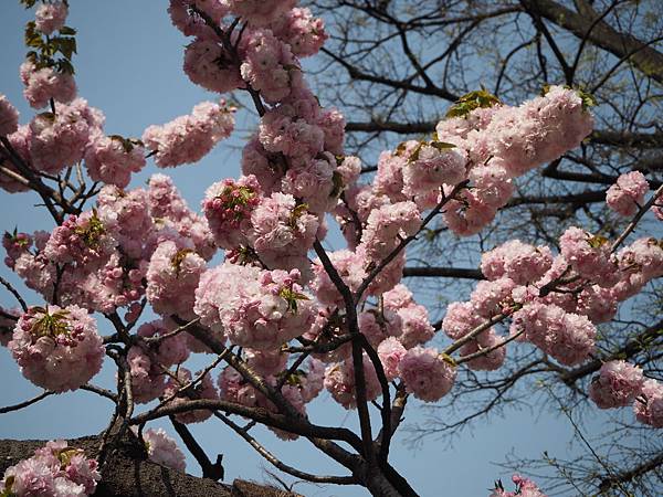 180404-1 上野恩賜公園 (2).JPG