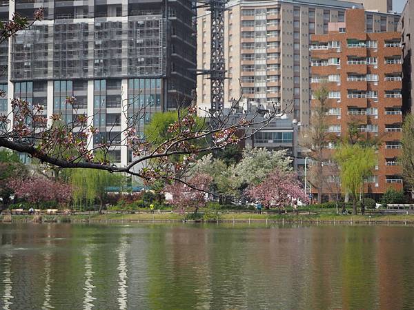 180404-1 上野恩賜公園 (9).JPG