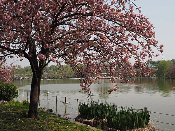 180404-1 上野恩賜公園 (22).JPG