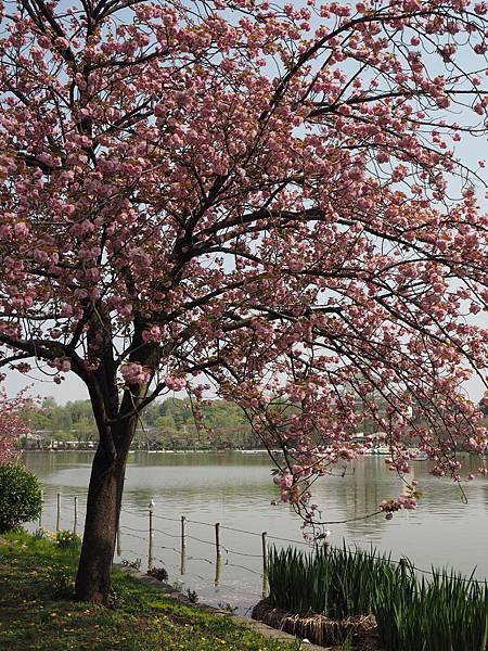 180404-1 上野恩賜公園 (23).JPG