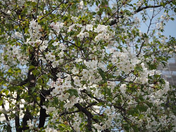 180404-1 上野恩賜公園 (28).JPG