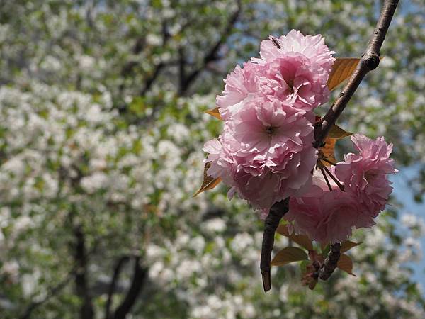 180404-1 上野恩賜公園 (29).JPG