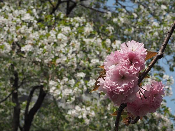 180404-1 上野恩賜公園 (30).JPG