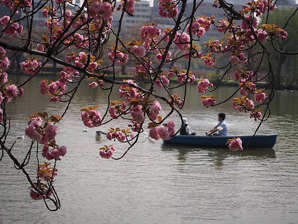 180404-1 上野恩賜公園 (31).JPG