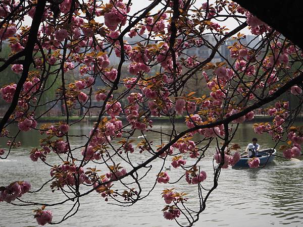 180404-1 上野恩賜公園 (32).JPG