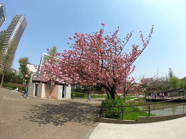 180404-1 上野恩賜公園 (37).JPG