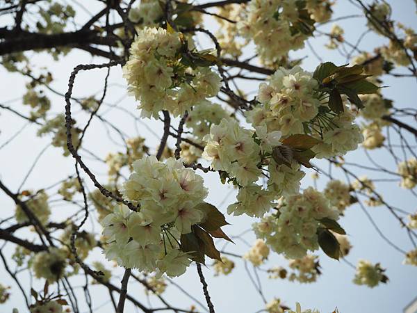 180404-1 上野恩賜公園 (41).JPG