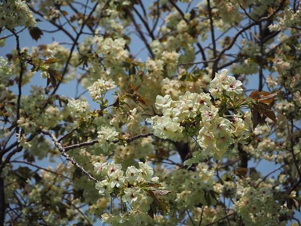 180404-1 上野恩賜公園 (42).JPG