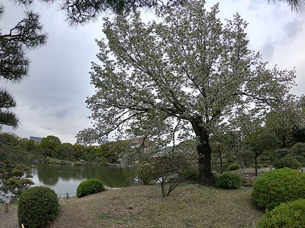 180405-4 清澄庭園 (46).JPG