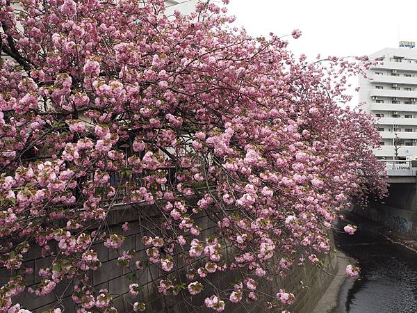 180406-4 中目黑 (20).JPG 180406-4 中目黑 (20).JPG