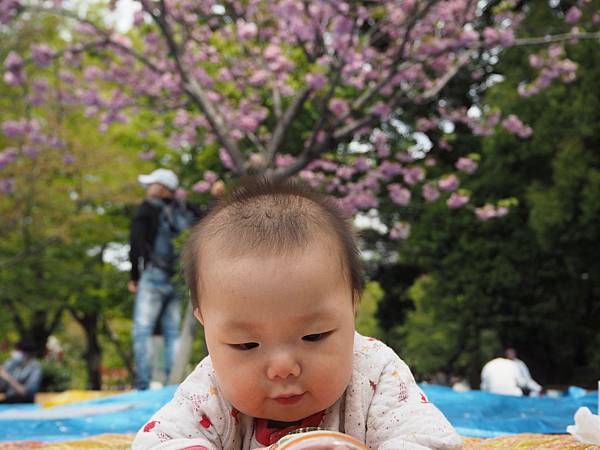 180407-1 上野恩賜公園 (4).JPG