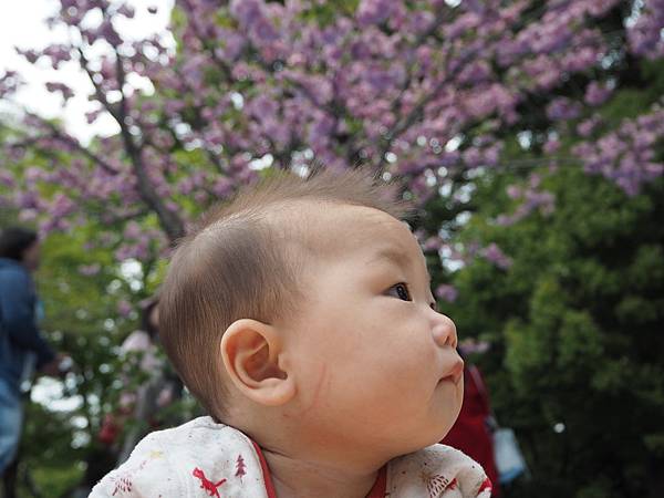 180407-1 上野恩賜公園 (8).JPG 180407-1 上野恩賜公園 (8).JPG